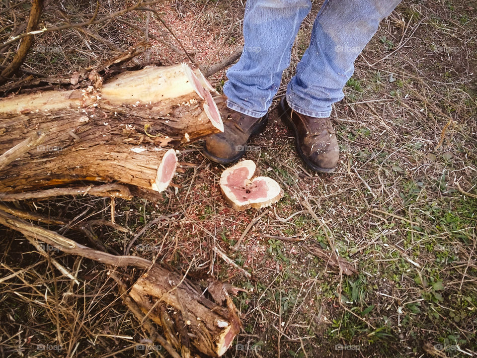 Heart of Nature from a Cedar Tree