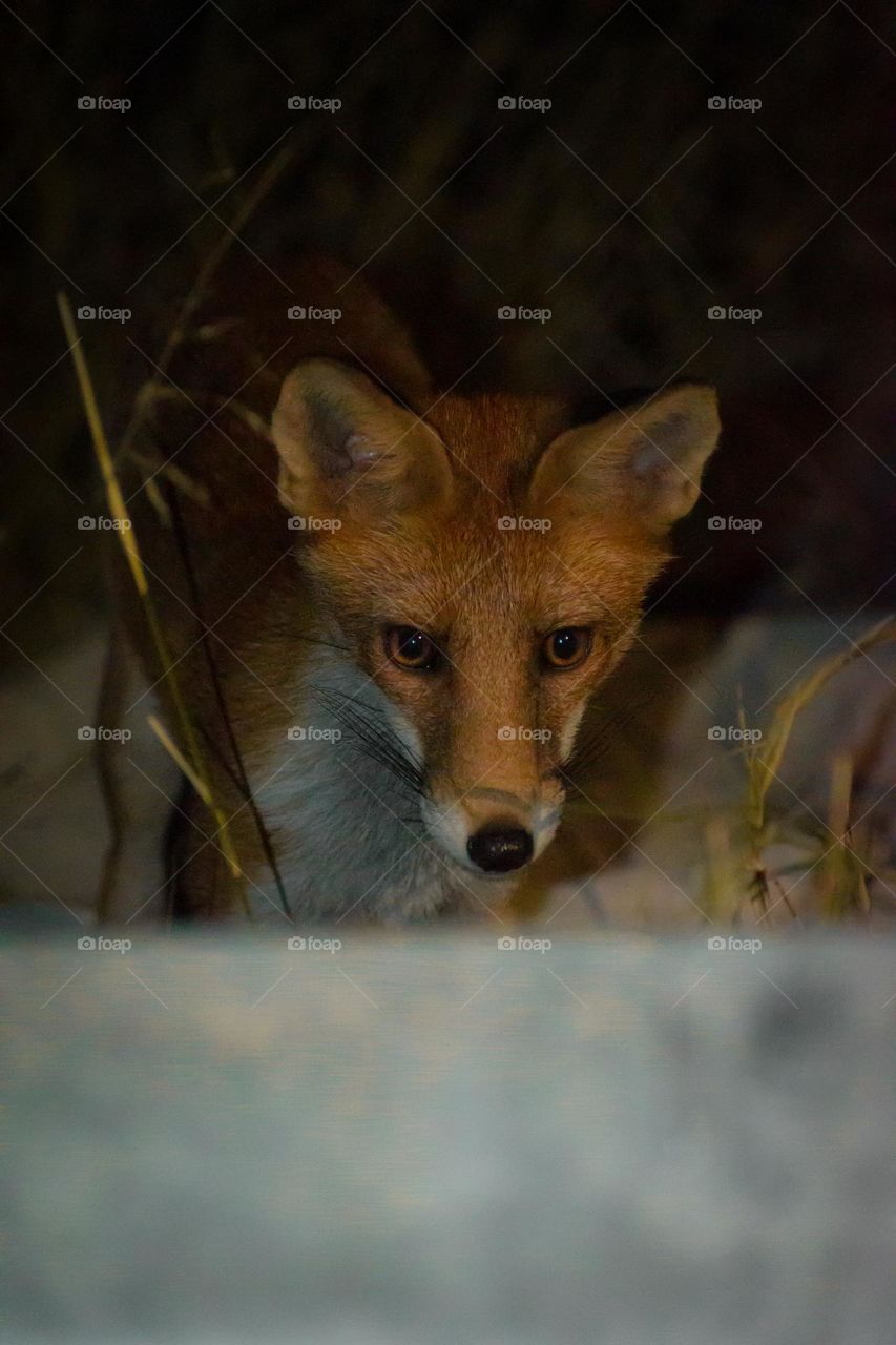 A curious little fox🦊