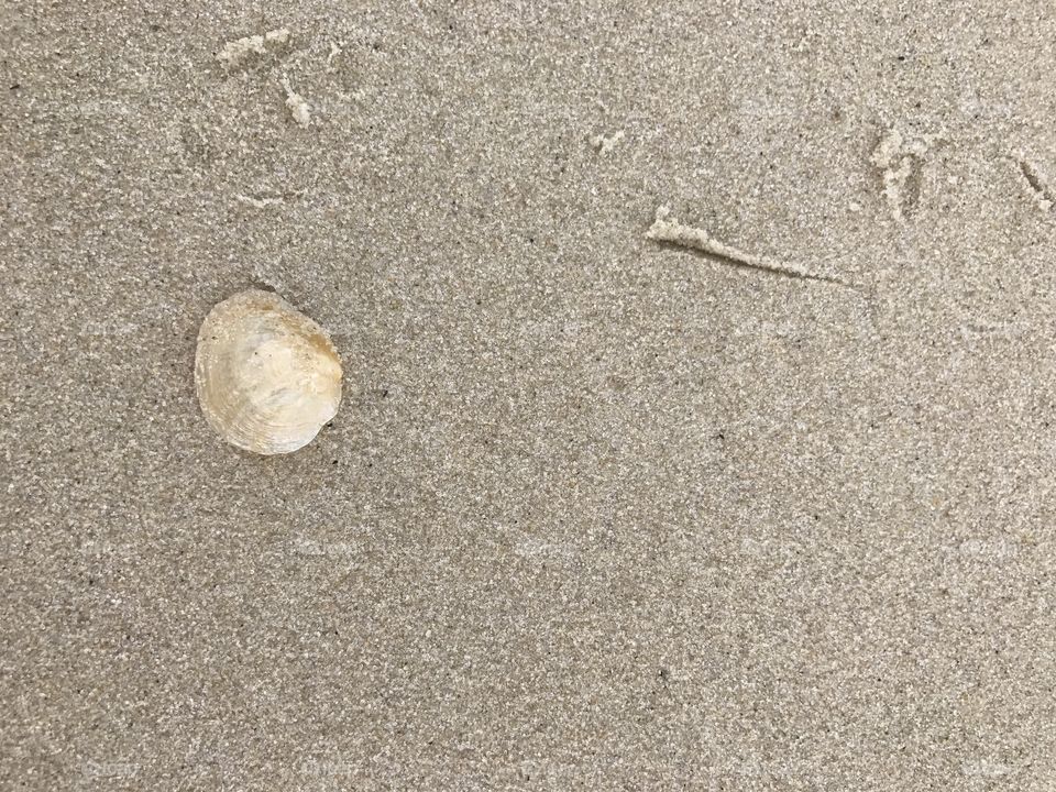 Mother of pearl seashell on the sand.