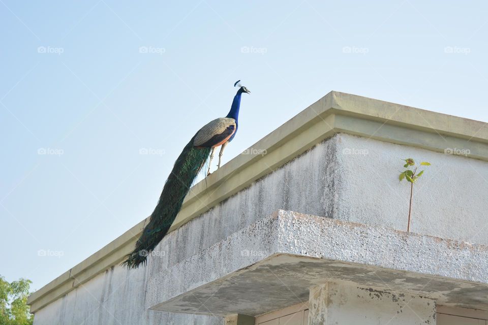 National Bird of India