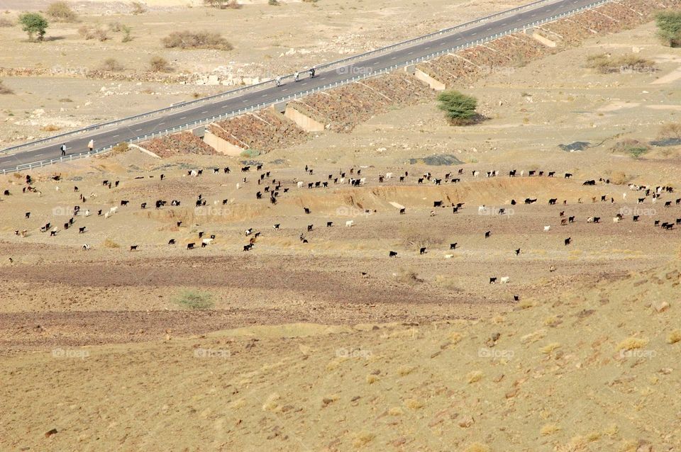 herds of cattle