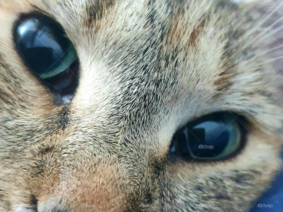 deep cat eyes