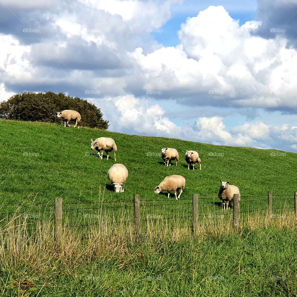 7 sheep enjoying the pasture, Sunday.