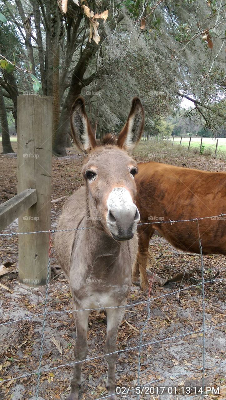 enjoying life on the farm