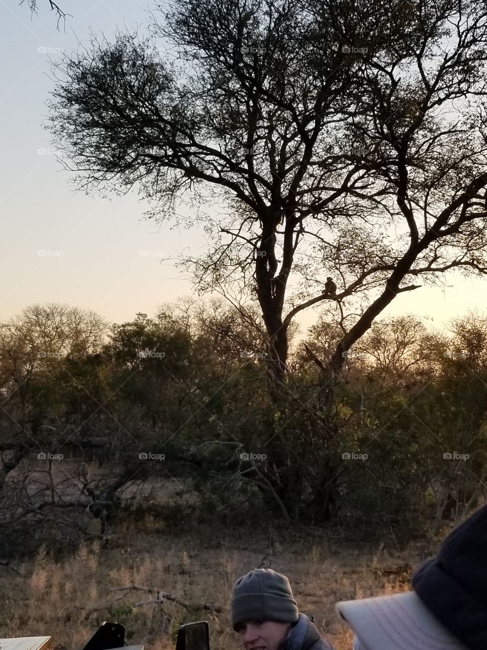 Baboon in African bush