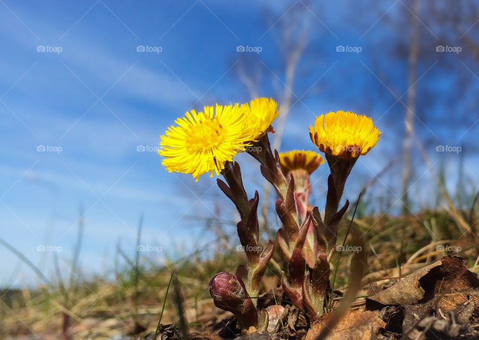 Coltsfoot