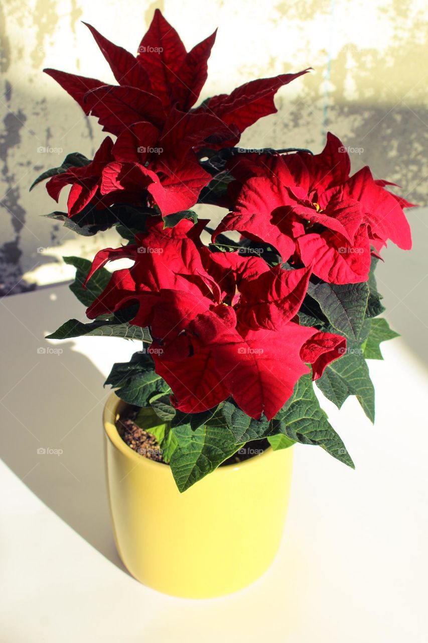 Close up of a beautiful red Poinsettia flowers in a yellow pot.  Christmas decoration