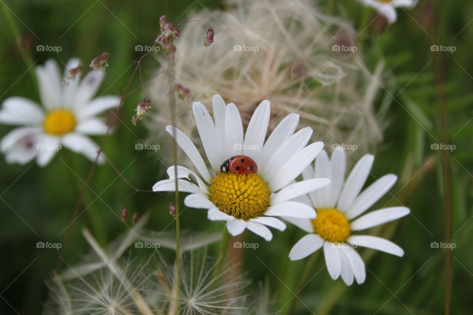 Ladybug on daisy flower