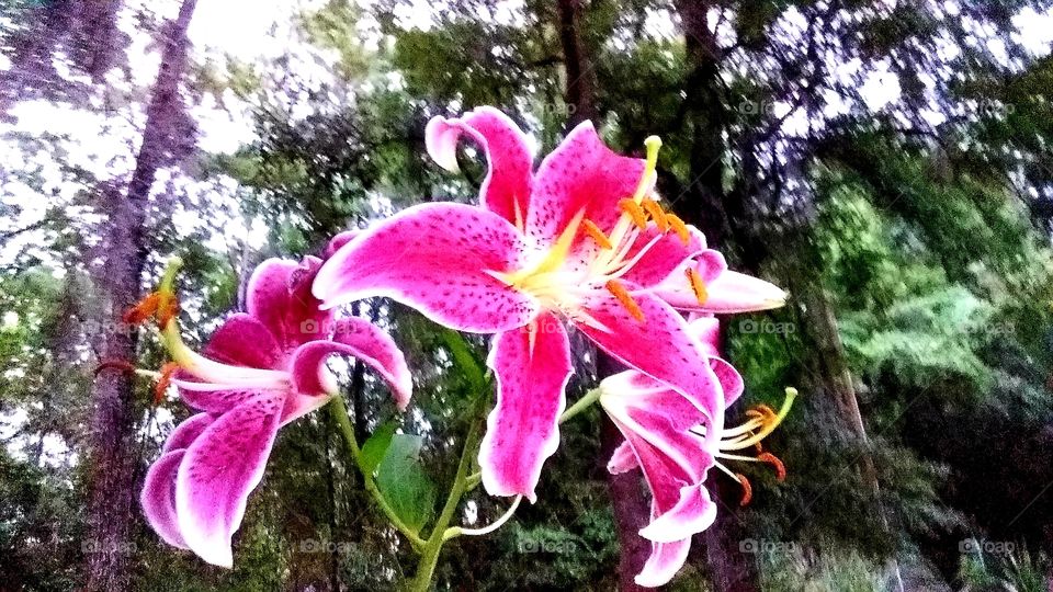 lilies in bloom