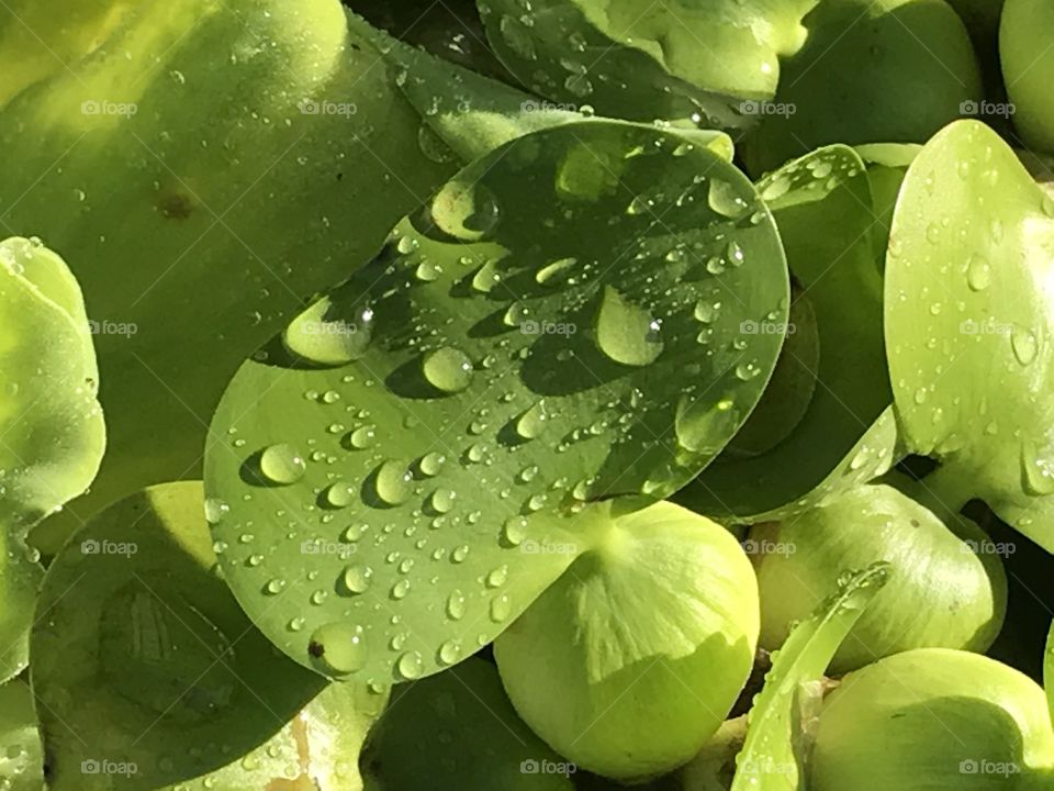 Rain Drops on Plants