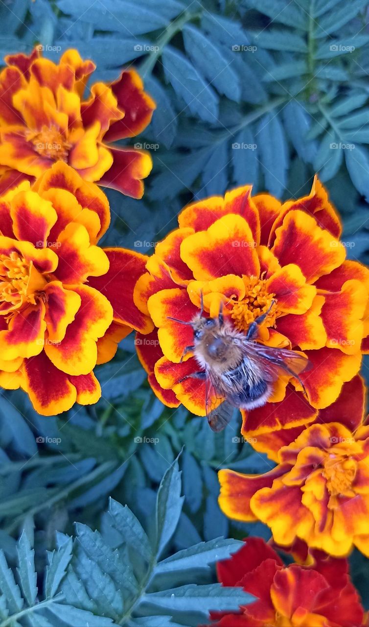 bumblebee on a flowers summer nature, mobile photography