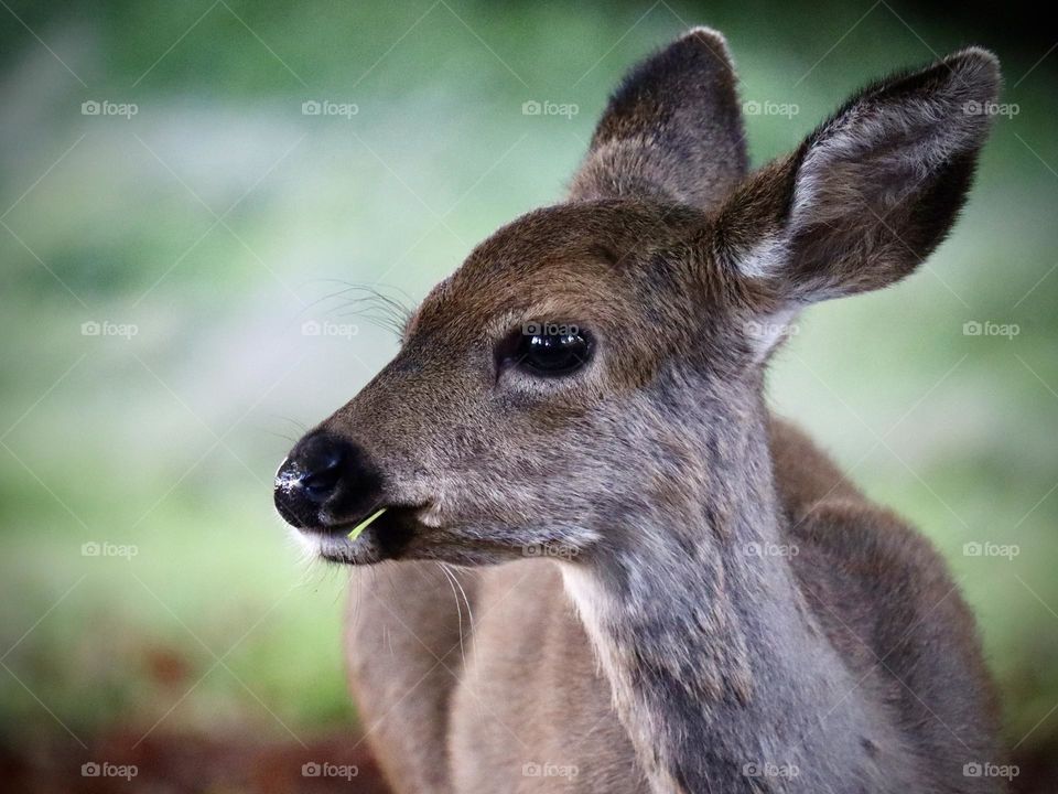 A young doe forages for food and a fresh green blade of grass is found to be tasty