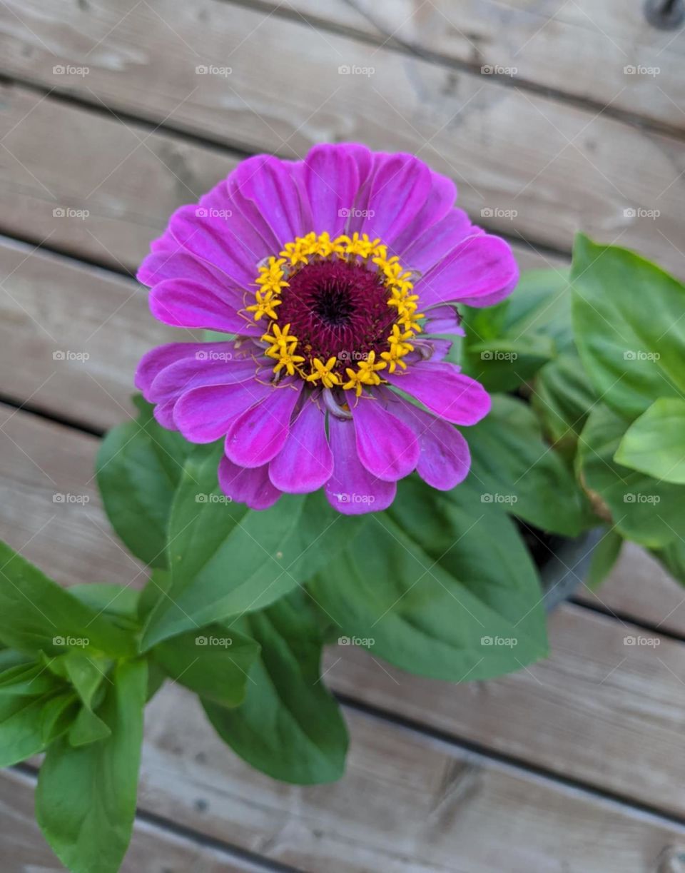 purple zinnia with yellow