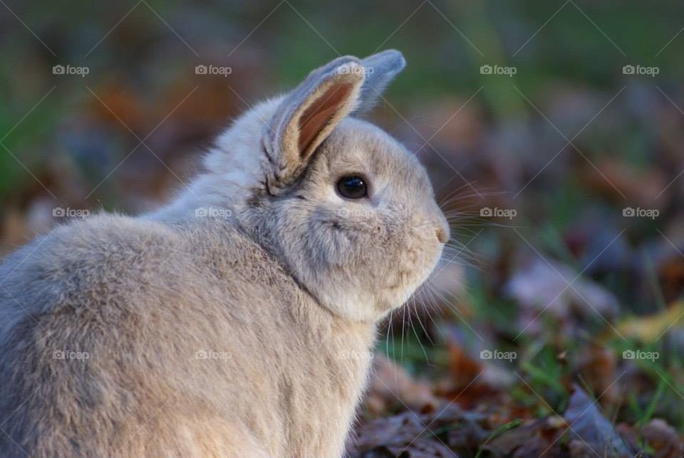 My rabbit zoey