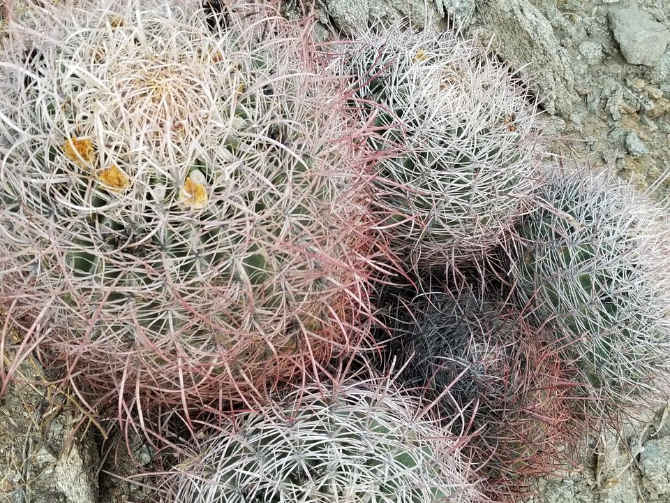 Cactus, Nature, Sharp, Flora, Succulent