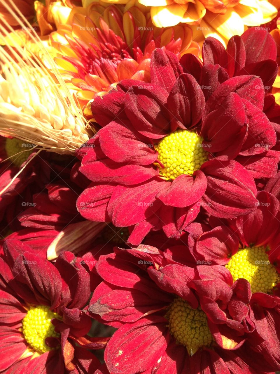 flowers with a fall theme