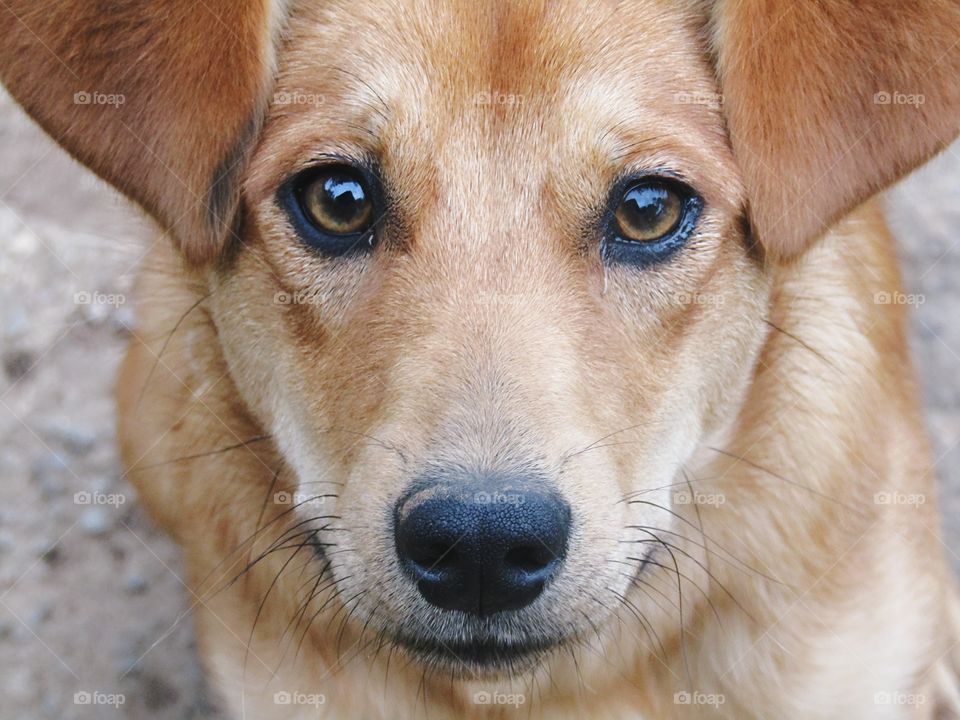 Dog face close up with beautiful yellowish eyes