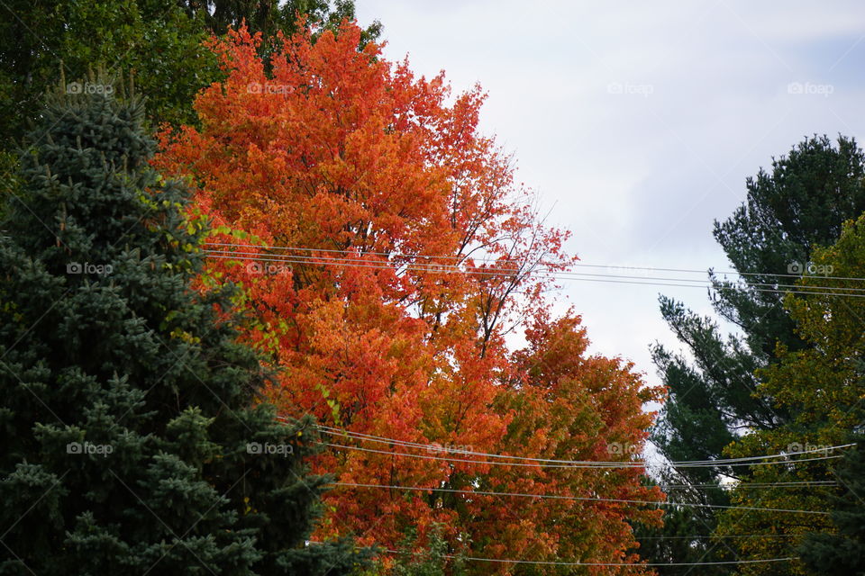 A tree that got fired up for fall. 🍁