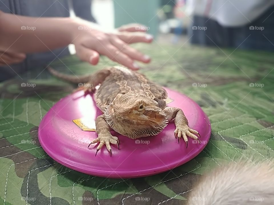 Child touching bearded dragon