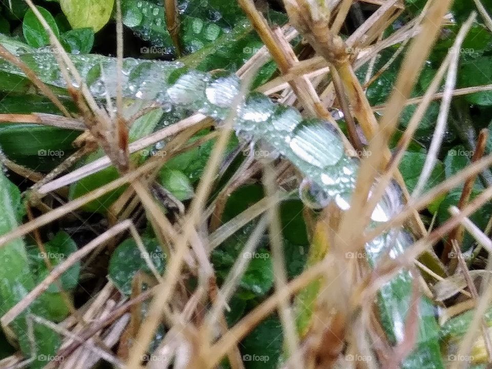rain on a blade of grass