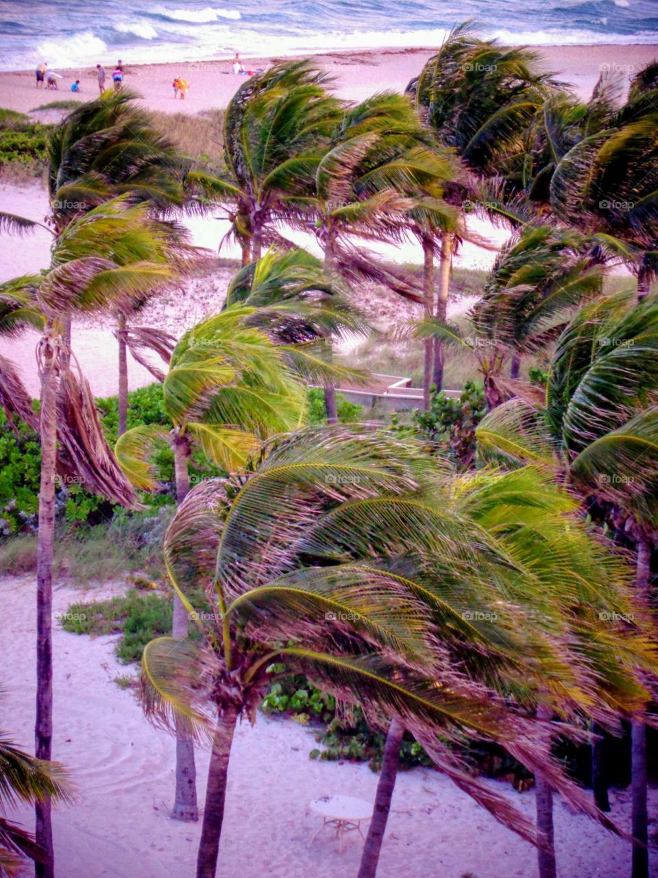 Summer activities in the USA! Overview of a thick group of palm trees that opens up to a beautiful beach.
