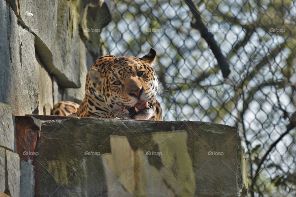 Jaguar / Onça pintada 