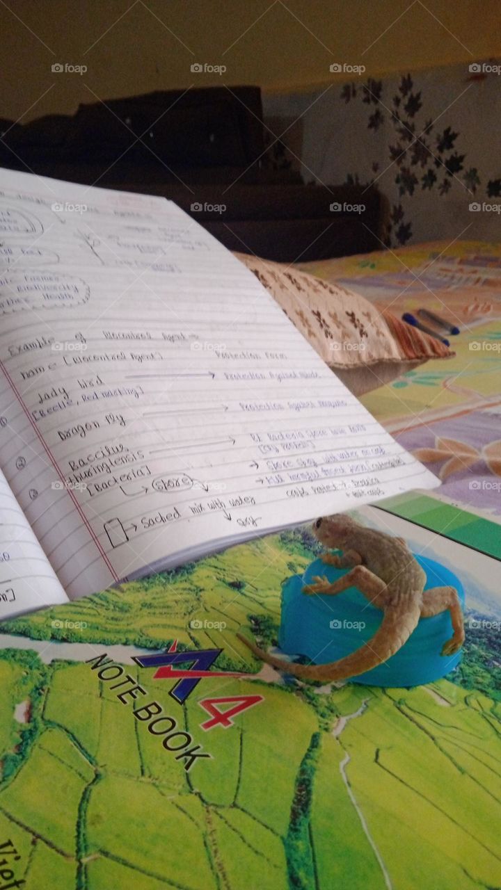 Domestic lizard gecko, set on note book and look's like to try to read the note book, it is a common domestic lizard present all around the world except Antarctica, it is a squamate reptiles. photo shoot at mon, 01may, 2023, 7:00 am.