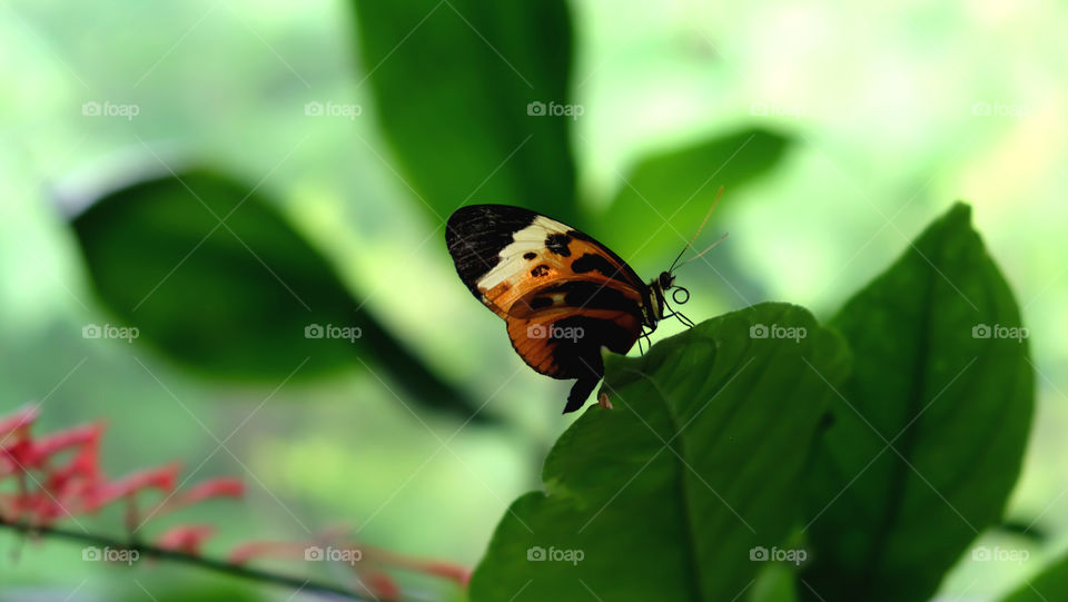 Butterfly on a leaf