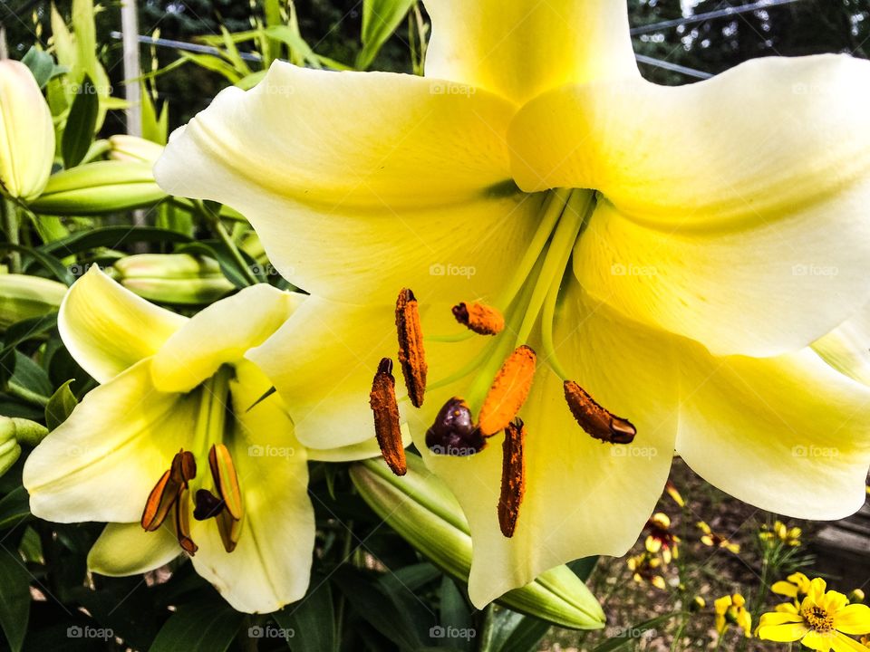 Lovely lily. Beautiful!