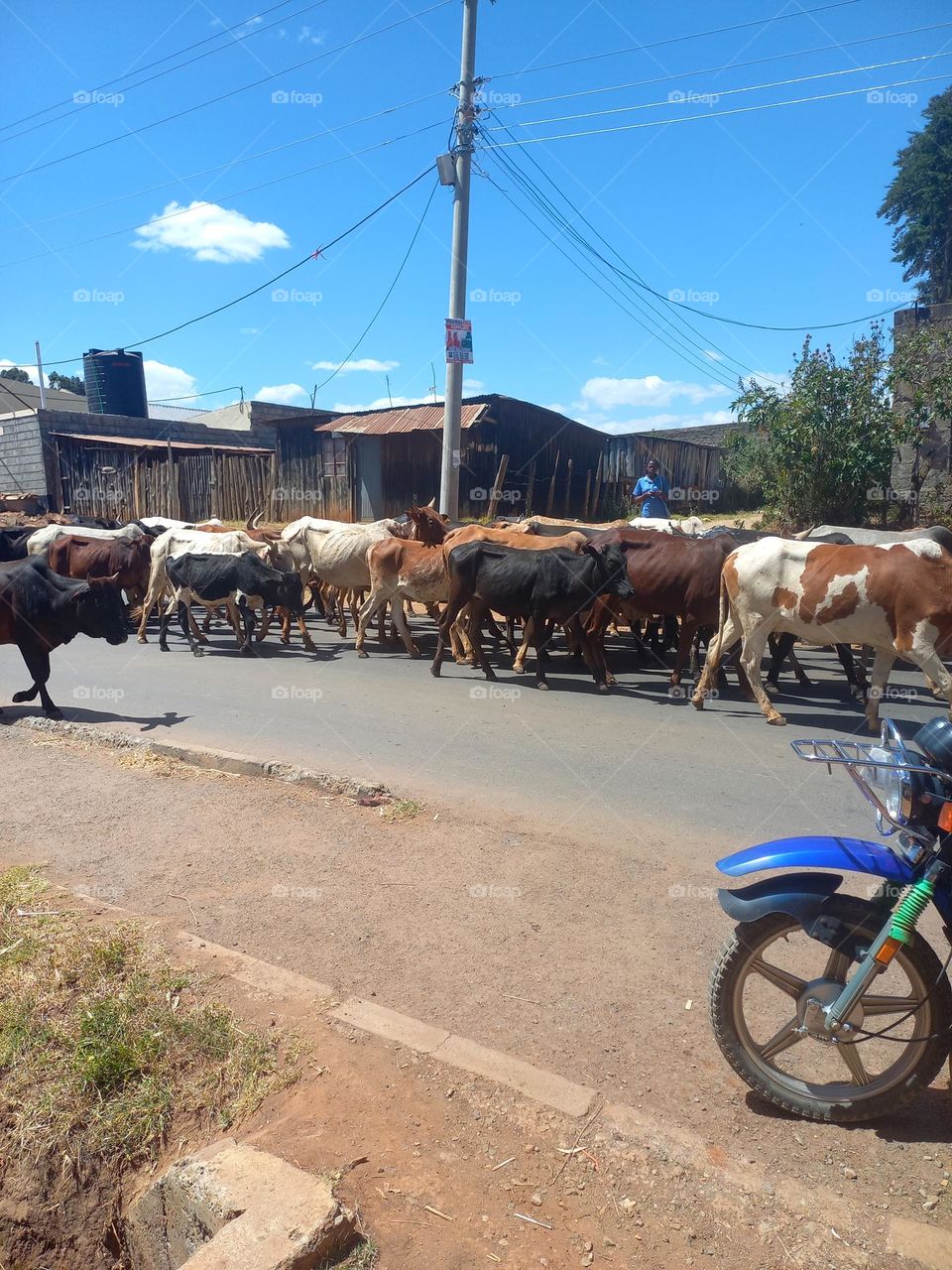 masaai cows