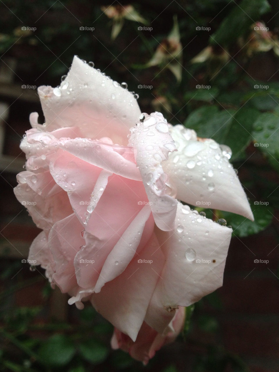 garden nature pink macro by cyrano