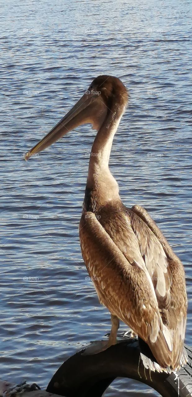 My friend the pelican