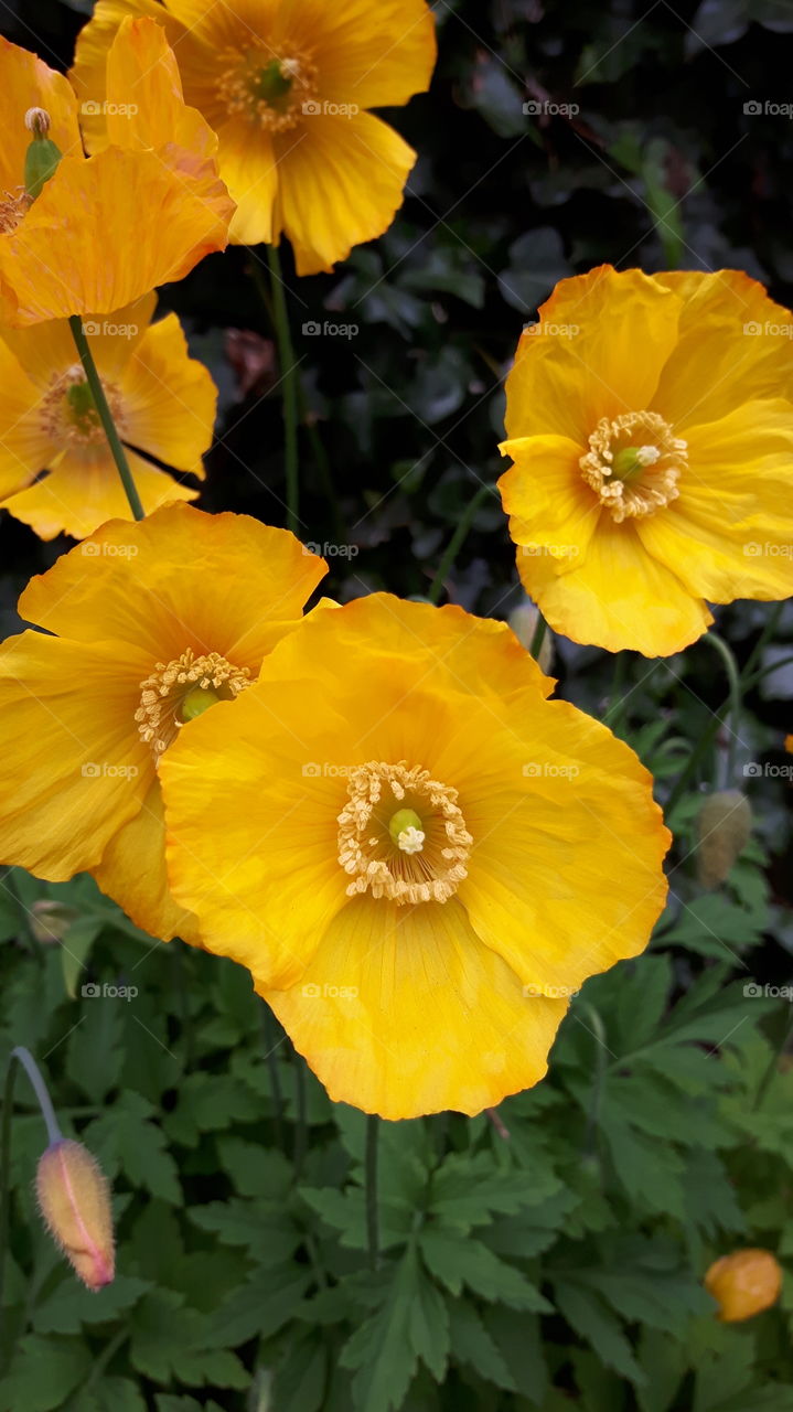 yellow poppies