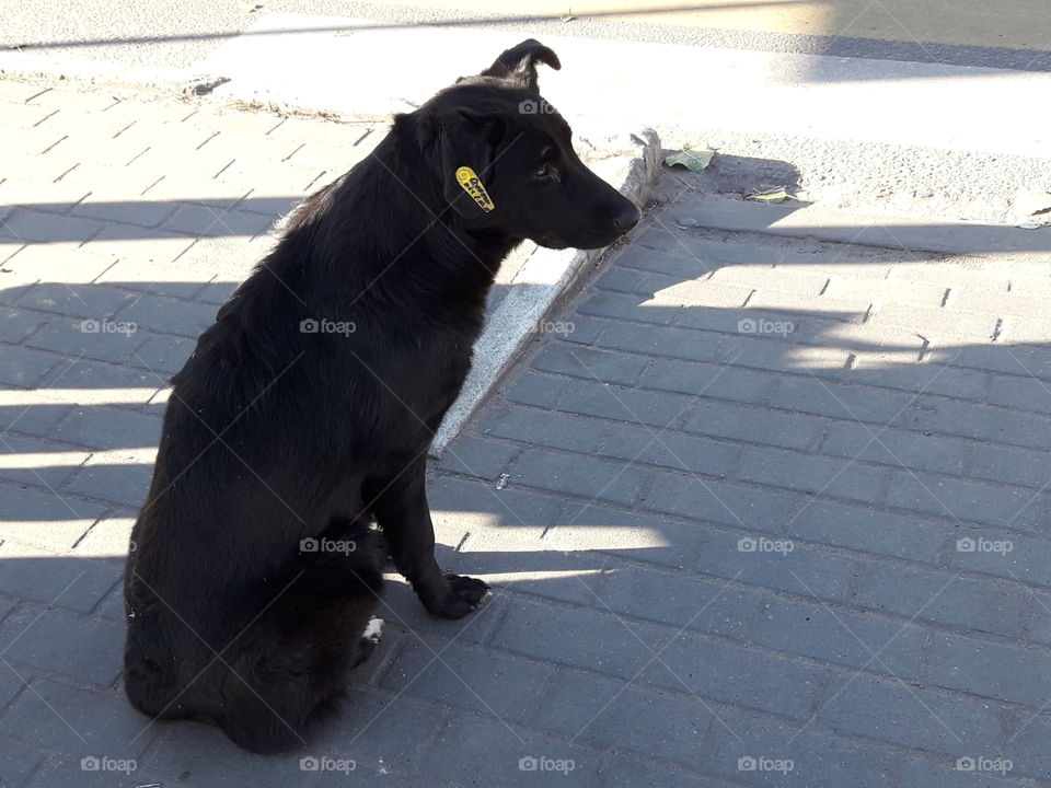 stray dog ​​with a chip on the ear