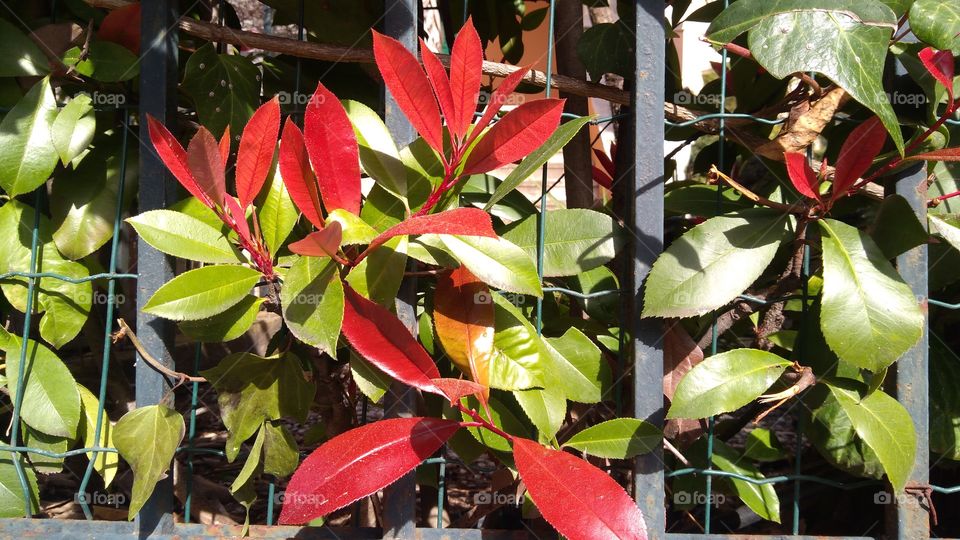 Red and Green Leaves