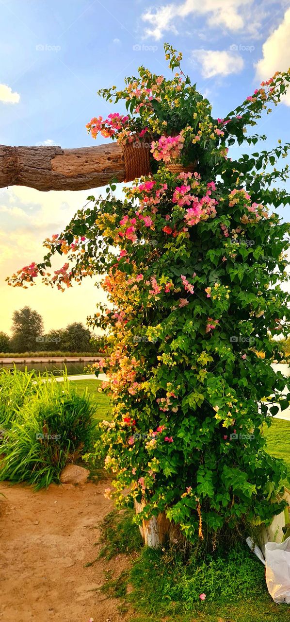 Nature is the purest portal to inner peace...