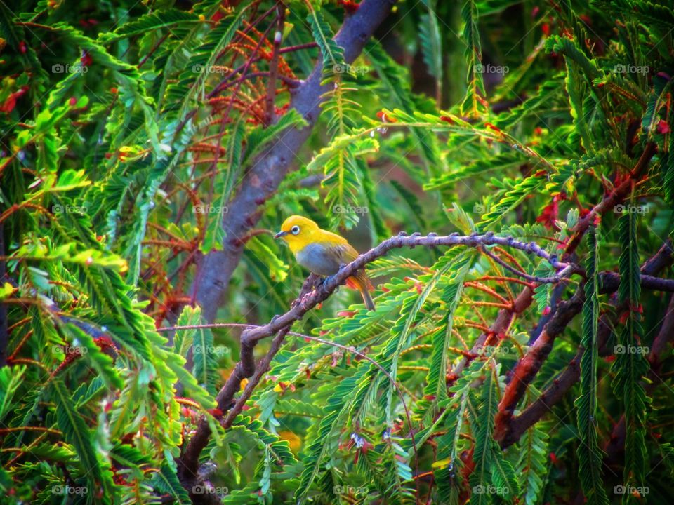 Beautiful small yellow color Oriental white-eye bird or Zosterops palpebrosus.