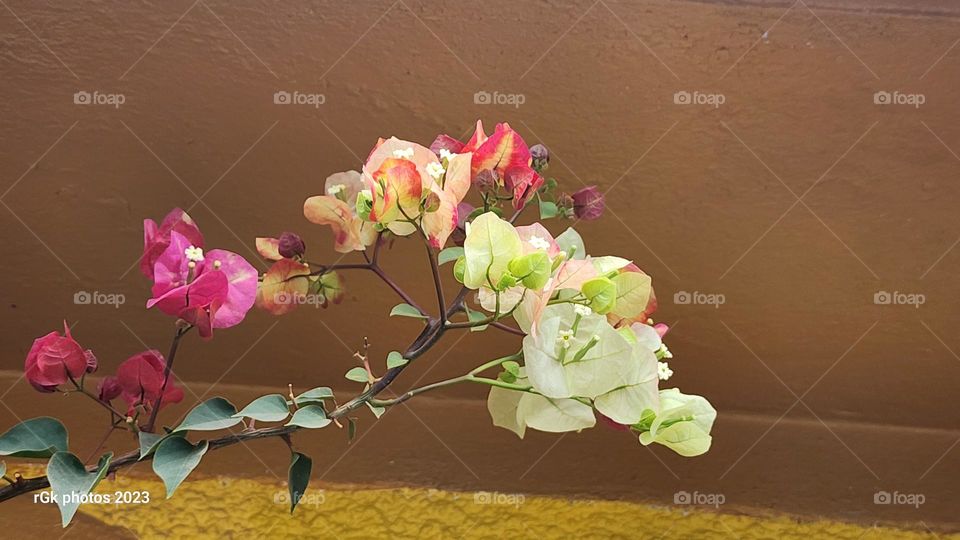 Bougainvillea exotics