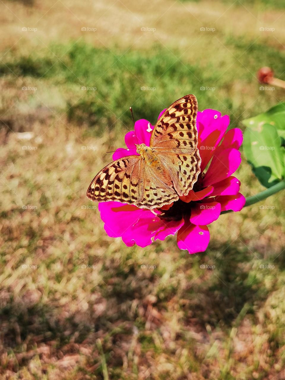 Spring butterfly