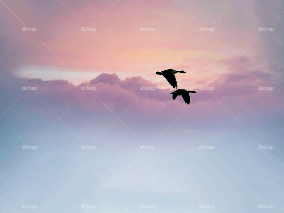 Two Birds Flying Off Into The Sunset