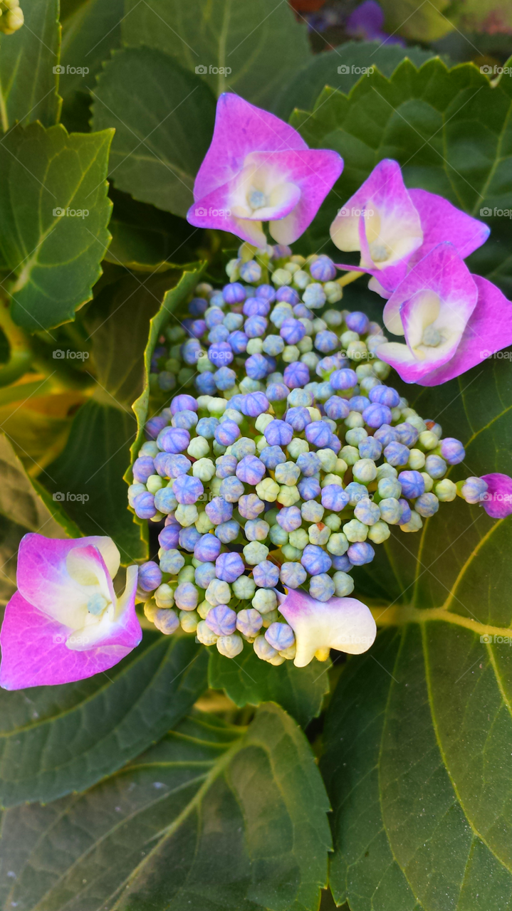 Blooming Hydrangea