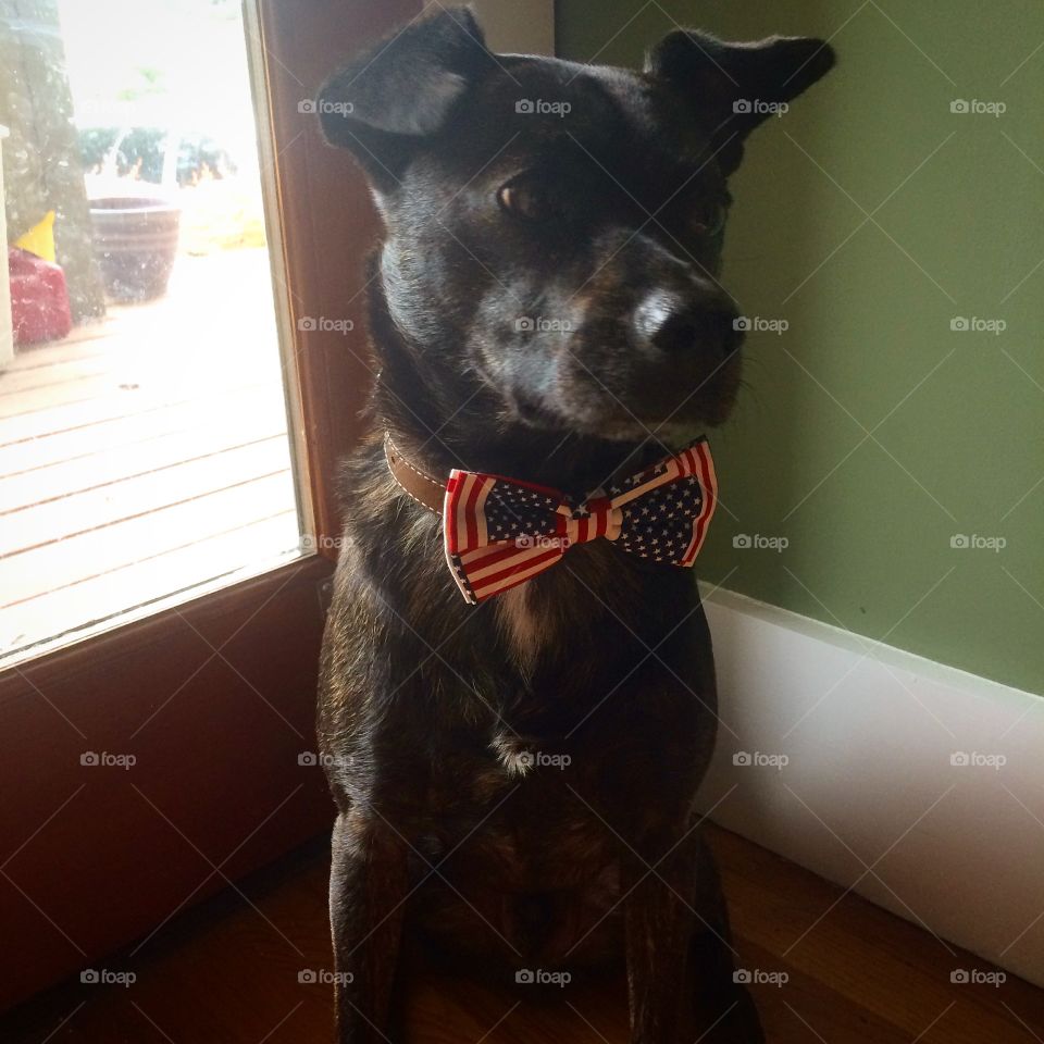 Dog bow tie 