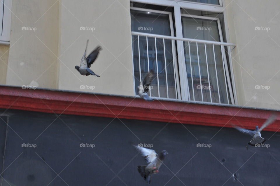 pigeons