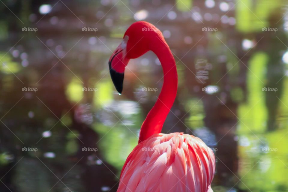 Pink flamingo