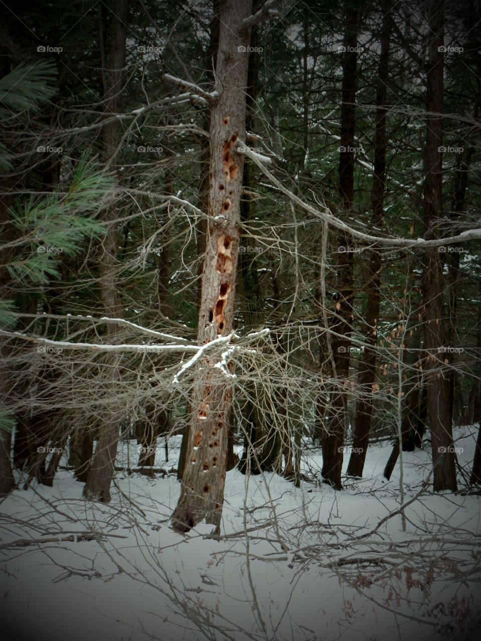 Northern Michigan 