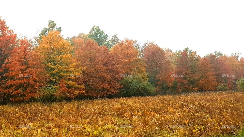 Scenic view of autumn trees on field