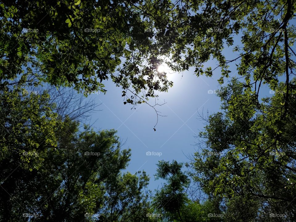 The view looking up at a forest canopy on a clear blue day.  The canopy opens up to the shape of a bird or an angel, with the sun positioned where the head of the shape would be located. A very special majestic view and symbolic message.