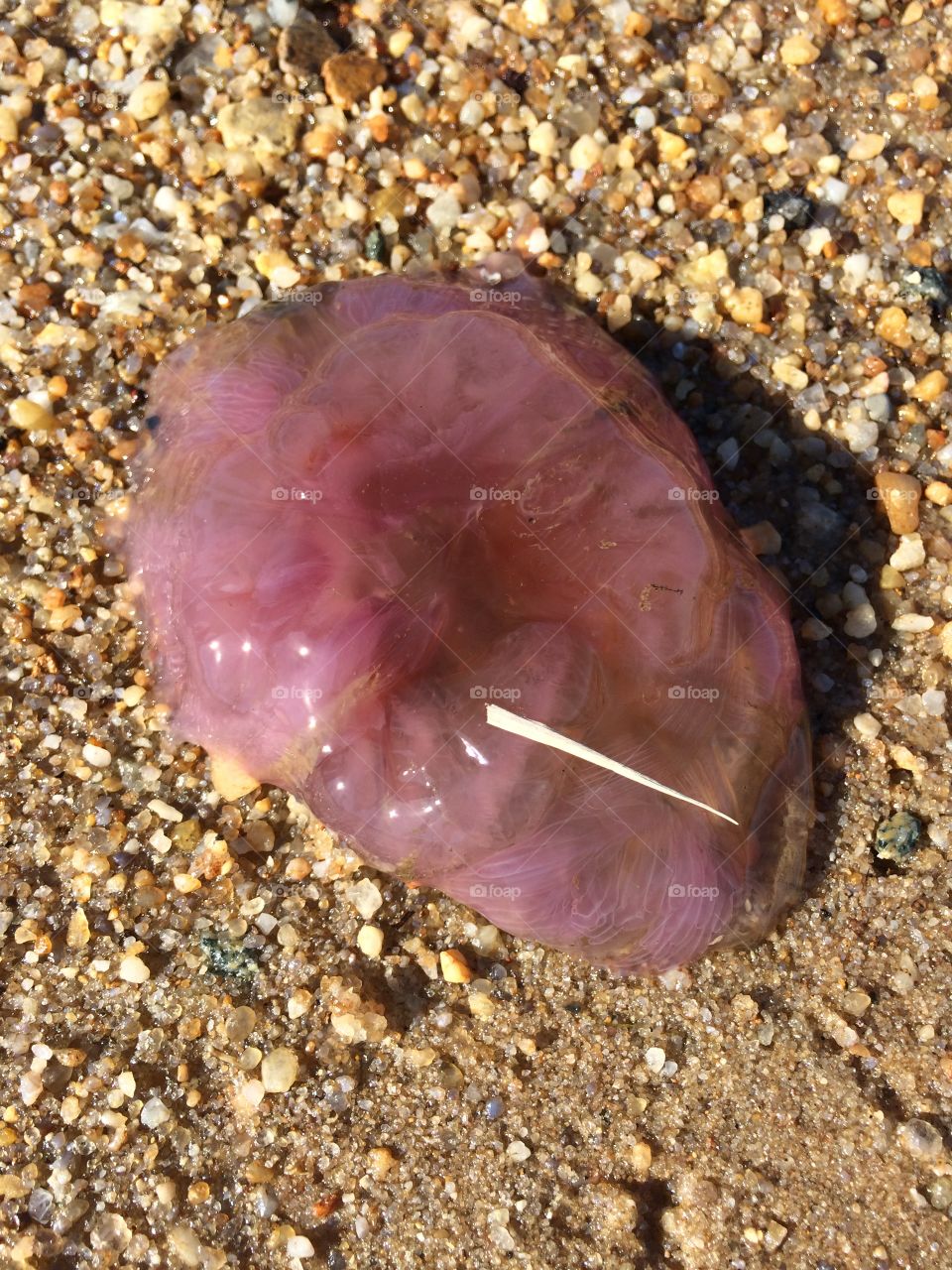 Pink jellyfish 