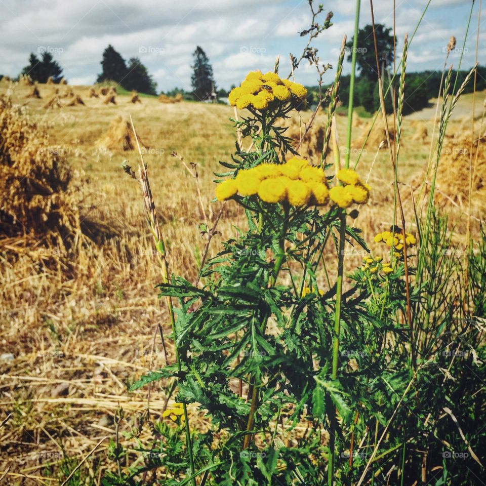 Yellow flowers