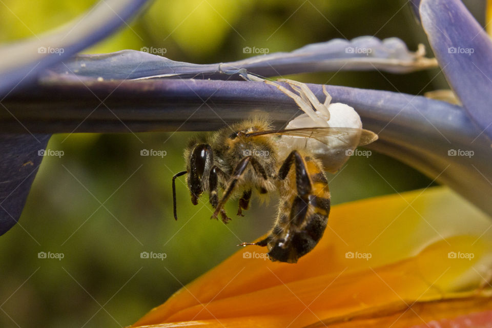white crab spider hanging with bee he caught